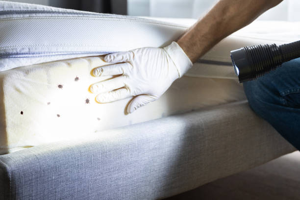 Best Flea Control Services  in Roberts, WI