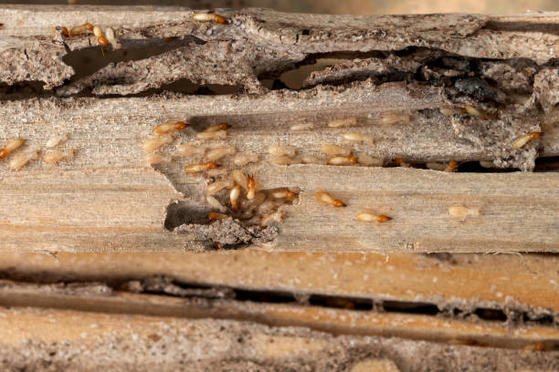 Best Commercial Pest Control Services  in Roberts, WI