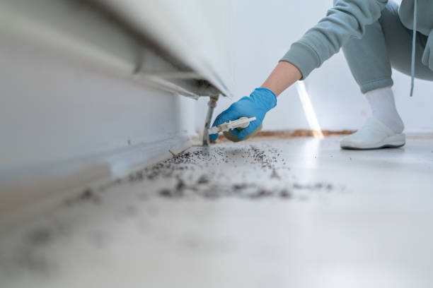 Best Wasp Removal Services  in Roberts, WI